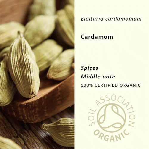 30%off | カルダモン | Elettaria cardamomum(使用期限:2025年7月)