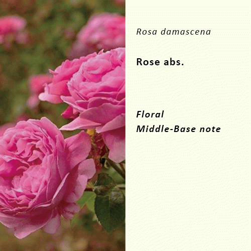 ローズ アブソリュート | Rose damascena