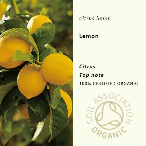 50%off | レモン | Citrus limonum　(使用期限:2024年3月)