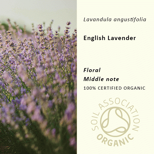 ラベンダー(イギリス) | Lavandula angustifolia