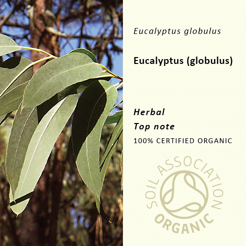 ユーカリ(グロブルス) | Eucalyptus globulus
