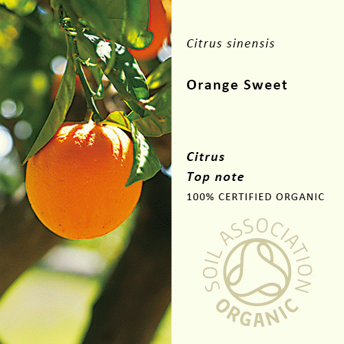 オレンジスウィート | Citrus aurantium dulcis