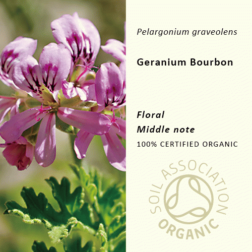 ゼラニウム(ブルボン) | Pelargonium graveolens