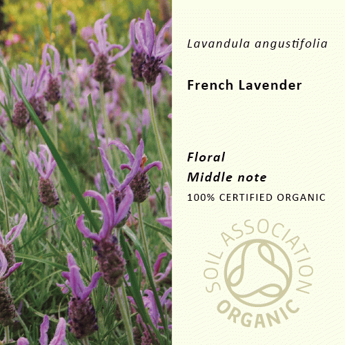 真正ラベンダー(フランス) | Lavandula angustifolia