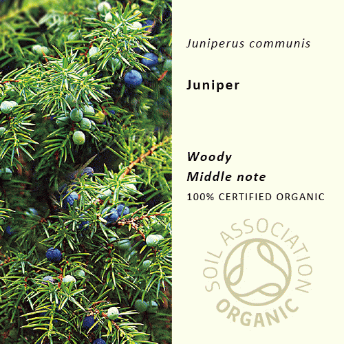40%off | ジュニパー | Juniperus communis(使用期限:2024年6月)