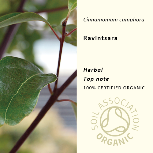 ラヴィンツァラ | Cinnamomum camphora